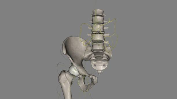 mesenteric lymphatic vessels play a critical role in intestinal interstitial fluid balance - interstitial 뉴스 사진 이미지