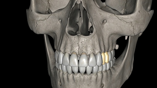 The maxillary premolars number four: two in the right maxilla and two in the left maxilla 3d illustration