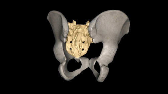 The sacrum is the triangular bone just below the lumbar vertebrae 3d illustration