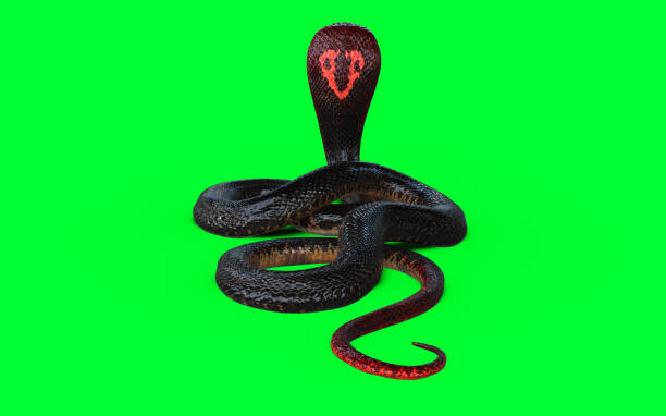 istock Red Head and Tail of Cobra Snake 1957067342