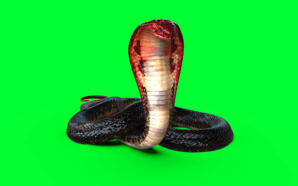 istock Red Head and Tail of Cobra Snake 1957067856