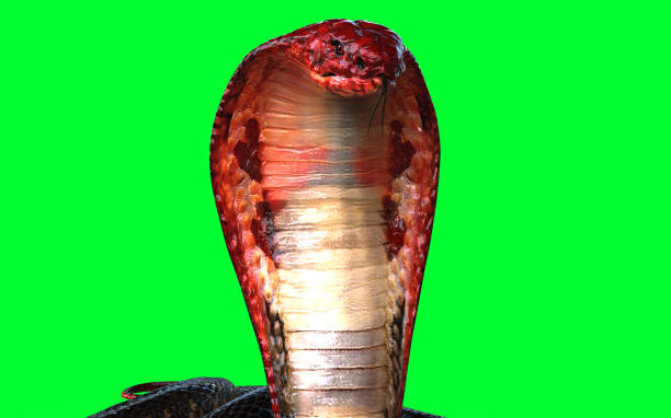 istock Red Head and Tail of Cobra Snake 1957067857