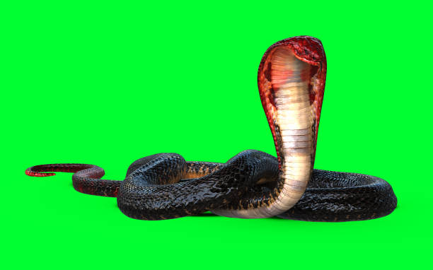 istock Red Head and Tail of Cobra Snake 1957067859