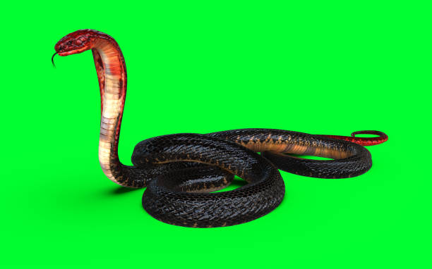 istock Red Head and Tail of Cobra Snake 1957067864