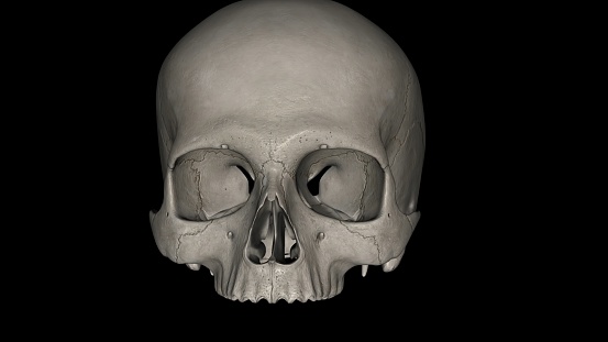 The skull is anterior to the spinal column and is the bony structure that encases the brain 3d illustration