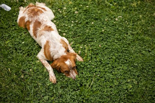Brittany spaniel lying in grass outdoors.
