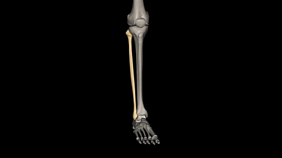 The fibula is a long bone in the lower extremity that is positioned on the lateral side of the tibia 3d illustration