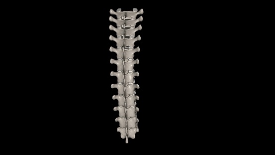 In vertebrates, thoracic vertebrae compose the middle segment of the vertebral column, between the cervical vertebrae and the lumbar vertebrae 3d illustration