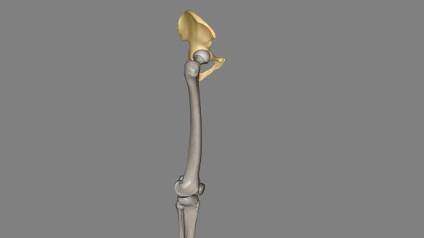 the hip bone is comprised of the three parts; the ilium, pubis and ischium - hip femur ilium pelvis stock-fotos und bilder