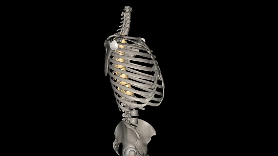 In vertebrates, thoracic vertebrae compose the middle segment of the vertebral column, between the cervical vertebrae and the lumbar vertebrae 3d illustration