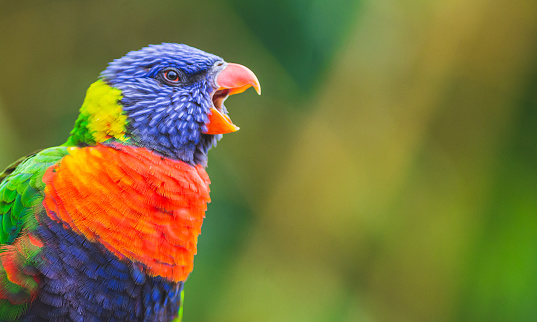 Rainbow Lorikeet parrot bird screaming (Trichoglossus moluccanus) opening its beak wide. Photography taken