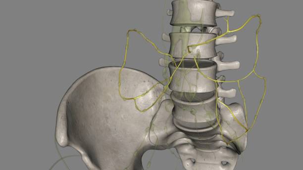 mesenteric lymphatic vessels play a critical role in intestinal interstitial fluid balance - interstitial fotografías e imágenes de stock