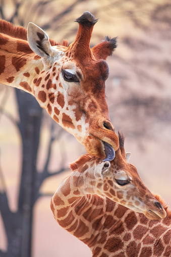 Tender moment of a mother giraffe licking her young giraffe. Photography taken in zoo.