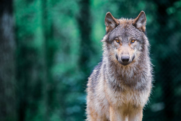 istock Gray wolf also known as timber wolf looking straight at you in the forest 1957078356