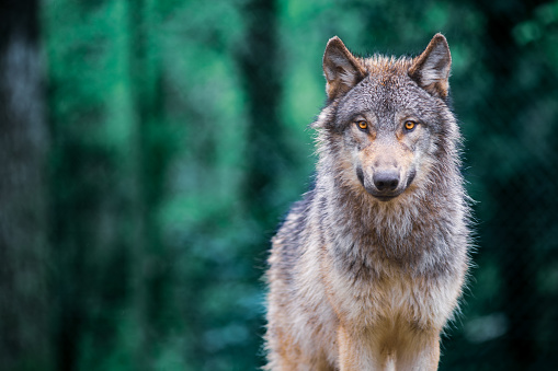Gray wolf (Canis Lupus) also known as timber wolf looking straight at you in the forest