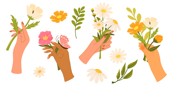 Hands holding flower bouquet set. Arm with blooming spring garden flowers and summer wildflowers, tulips and daisies, cornflowers and roses. Beautiful blossom Romantic vector elements.