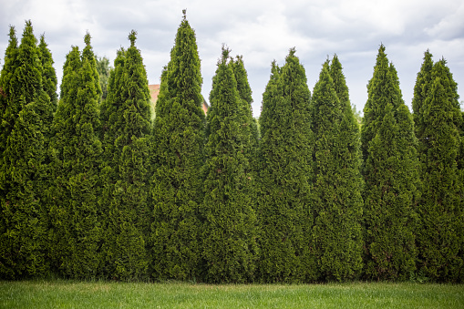 Green hedge of thuja trees in a row outdoors.