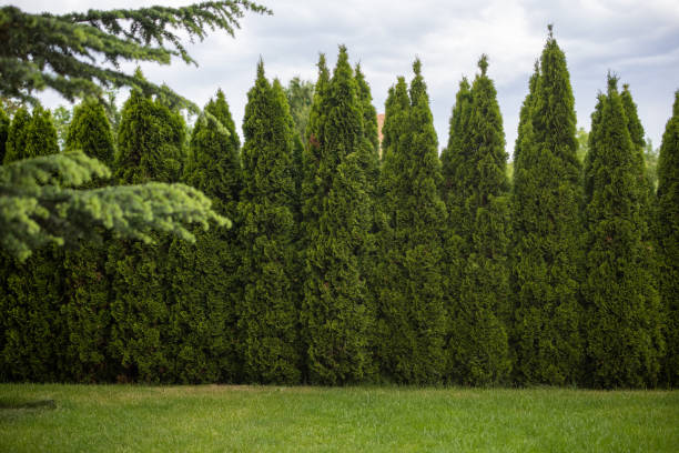 istock Green hedge of thuja trees 1957081074