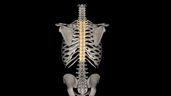 In vertebrates, thoracic vertebrae compose the middle segment of the vertebral column, between the cervical vertebrae and the lumbar vertebrae 3d illustration