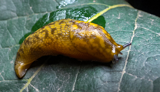 Close up of brown spain slug