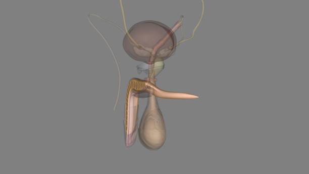 istock The corpus cavernosum is the erectile tissue of your penis 1957091447