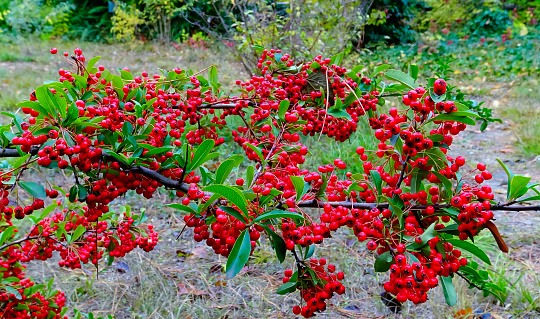 Red fruits of the evergreen plant Pyracantha in the family Rosaceae