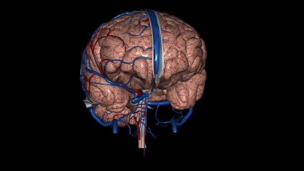 istock Brain, Arteries and Veins 3d medical 1957094788
