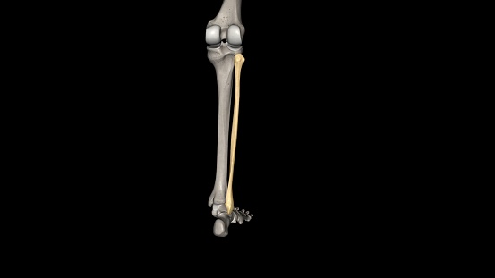 The fibula is a long bone in the lower extremity that is positioned on the lateral side of the tibia 3d illustration