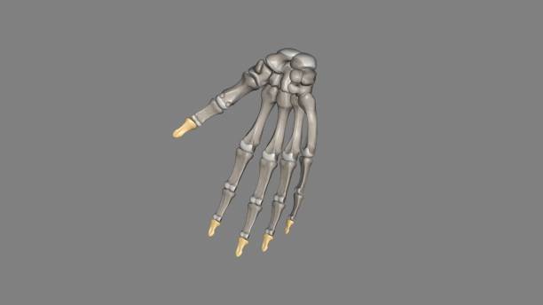 Skeleton gripping the edge of a black grunge background.