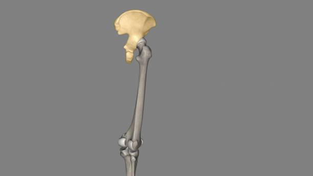 the hip bone is comprised of the three parts; the ilium, pubis and ischium - hip femur ilium pelvis zdjęcia i obrazy z banku zdjęć