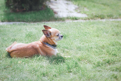 cute red dog chihuahua lies on a green meadow near the house 1