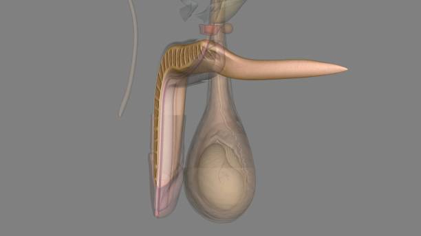 istock The corpus cavernosum is the erectile tissue of your penis 1957098654
