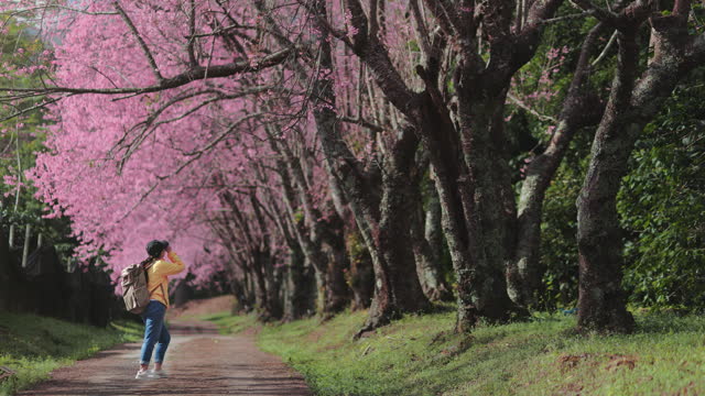 Woman hiking alone and taking photo on a peaceful cherry blossom in the surrounded by green trees and nature