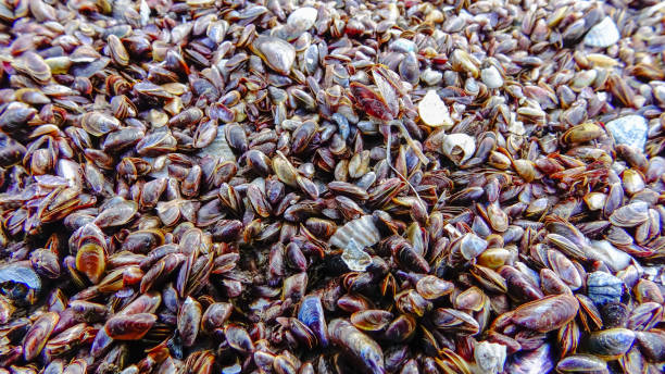 istock Shells of marine bivalve mollusks in storm discharges - Monodacna sp., Cerastoderma sp., Mytilaster  lineatus 1957101908