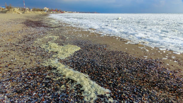 штормовые выбросы раковин моллюсков на берегу замерзшего черного моря - моллюск песчаная мия стоковые фото и изображения