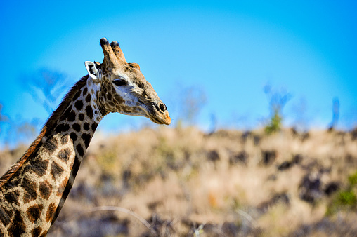A Giraffe (Giraffa Camelopardalis) in the Kruger Park Reserve in South Africa.