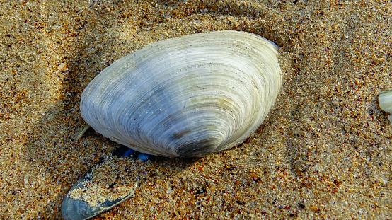 Mya arenaria - shells of a bivalve mollusk - an invader in the Black Sea