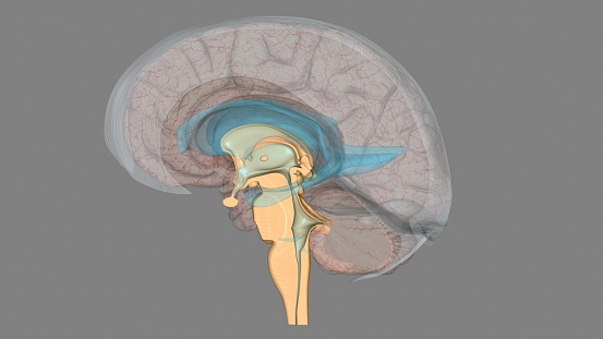 brainstem is the bottom, stalklike portion of your brain3d illustration It connects your brain to your spinal cord 3d illustration