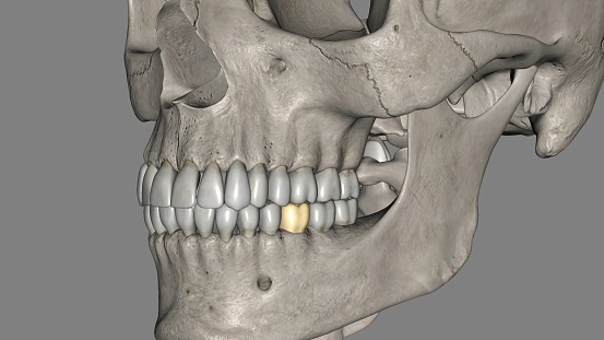 The mandibular first molar usually has two roots, a mesial and a distal 3d illustration