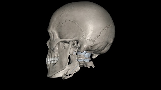 A human skull on display.