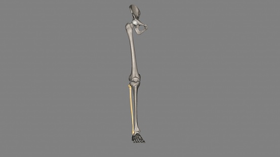 The fibula is a long bone in the lower extremity that is positioned on the lateral side of the tibia 3d illustration