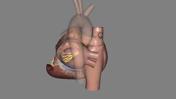 istock Heart posterior fascicle 1957106808