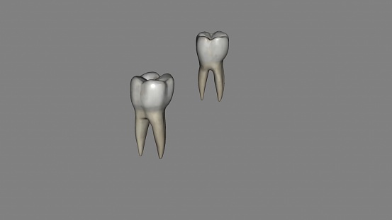 The mandibular first molar usually has two roots, a mesial and a distal photo