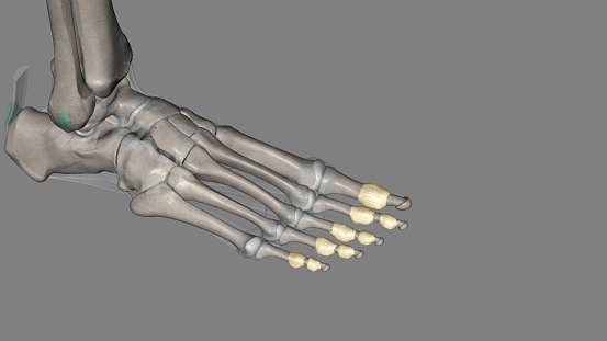 The interphalangeal joints of the foot are between the phalanx bones of the toes in the feet 3d illustration