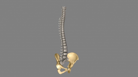 The hip is the area on each side of the pelvis 3d illustration