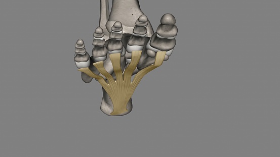 The Plantar aponeurosis is the modification of Deep fascia, which covers the sole 3d illustration