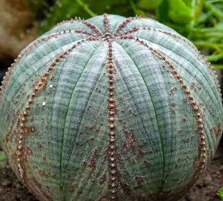 Euphorbia Obesa, globular succulent plant with white poisonous juice from South Africa