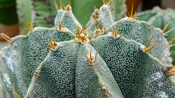 istock Close-up, cactus Astrophytum sp., in the collection 1957112823