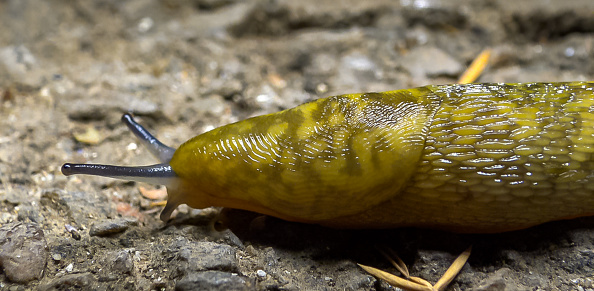 Slug, or land slug crawls at night after rain in search of food