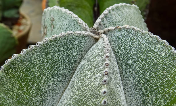 istock Close-up, cactus Astrophytum sp., in the collection 1957112834